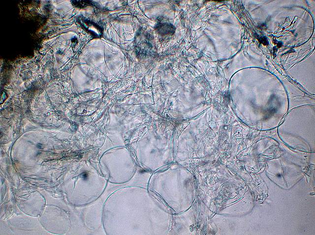 Amanita spec. Cod.: 8509-08